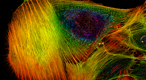 Fluorescence Microscopy