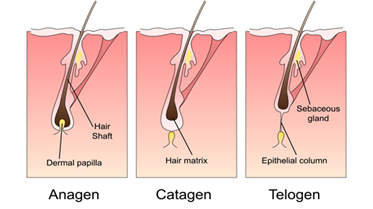 Diode Laser Hair Removal Turkey Prices 2024