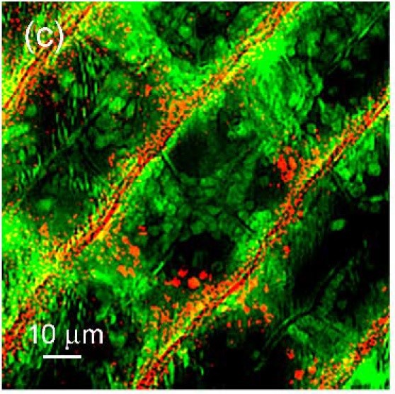 image green orange and black showing microscopic SRS view of an aquatic plant