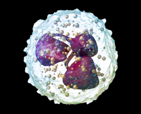 Flow Cytometry Cell Substructures