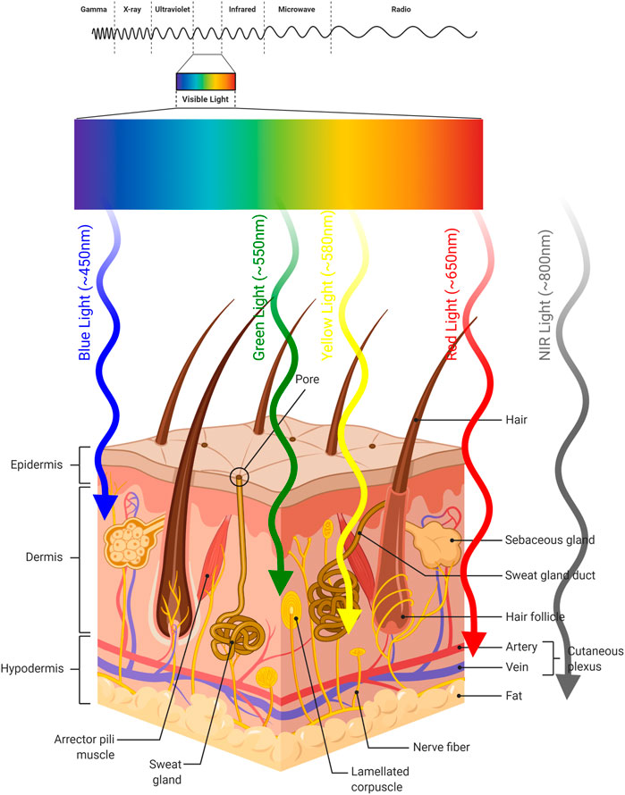 Image Application Aesthetics Lasers Hair Removal Skin Treatment Wavelength Tissue Penetration Infographic