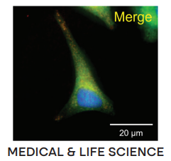 spectral imaging application, medical & life science, microscopic image of excited fluorophores in a biological sample