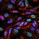 biomedical imaging applications