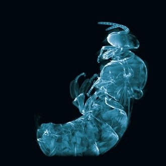 LIGHT SHEET - Maximum intensity projection of unlabeled honey bee (0.63x, 0.15 NA, FOV 21 x 21 mm) - excitation at 488 nm (blue); clearing: BABB over 2 weeks.