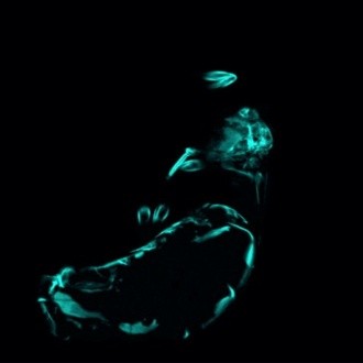 LIGHT SHEET - Z-stack of unlabeled honey bee (0.63x, 0.15 NA, FOV 21 x 21 mm) - excitation at 488 nm (blue); clearing: BABB over 2 weeks.