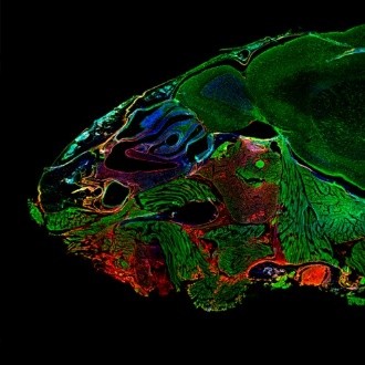 WIDEFIELD - DAPI-stained mouse head (sagittal plane; 4x, 0.2 NA) - overlay of 395/432 nm (blue), 475/515 nm (green), 637/682 nm (red). Sample: University of Applied Sciences Biberach
