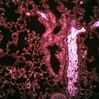 WIDEFIELD - Stitched image of a healthy mouse lung, 16 x 0.8 NA