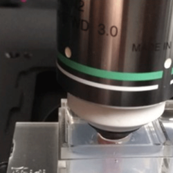 MPX microscope and femtosecond laser with label free mouse colon sample