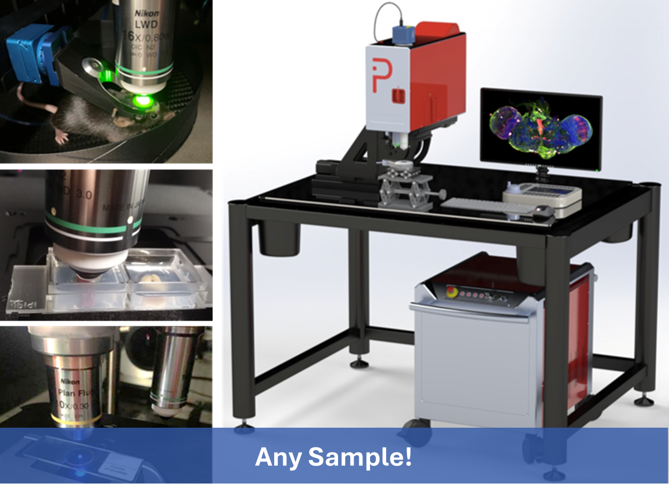 MPX multimodal multiphoton microscope and femtosecond laser can handle any sample