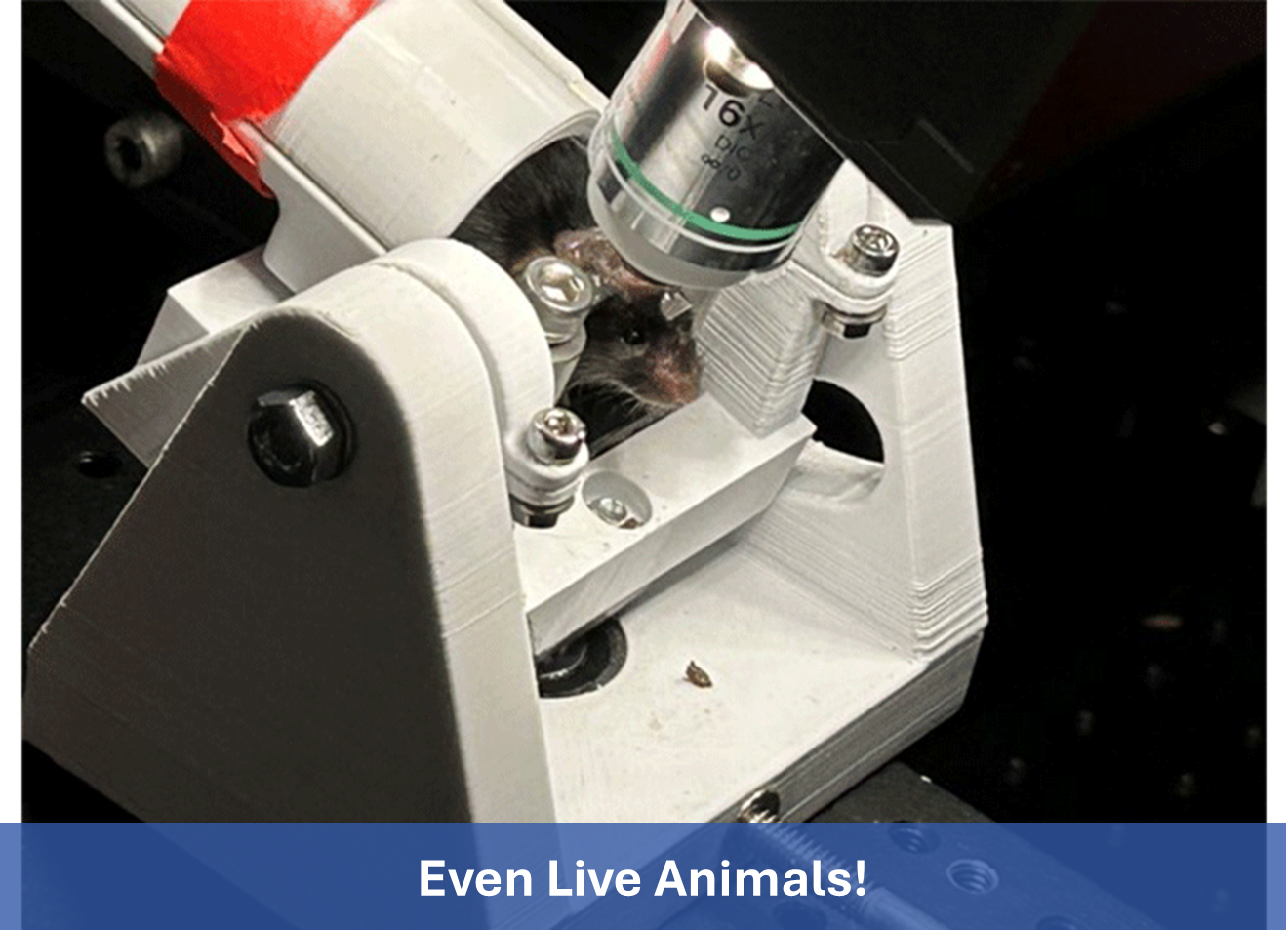MPX multimodal multiphoton microscope supports live animal imaging