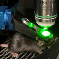 MPX microscope and femtosecond laser with live mouse sample