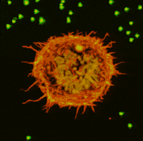 MPX microscope and femtosecond laser imaging a single cell